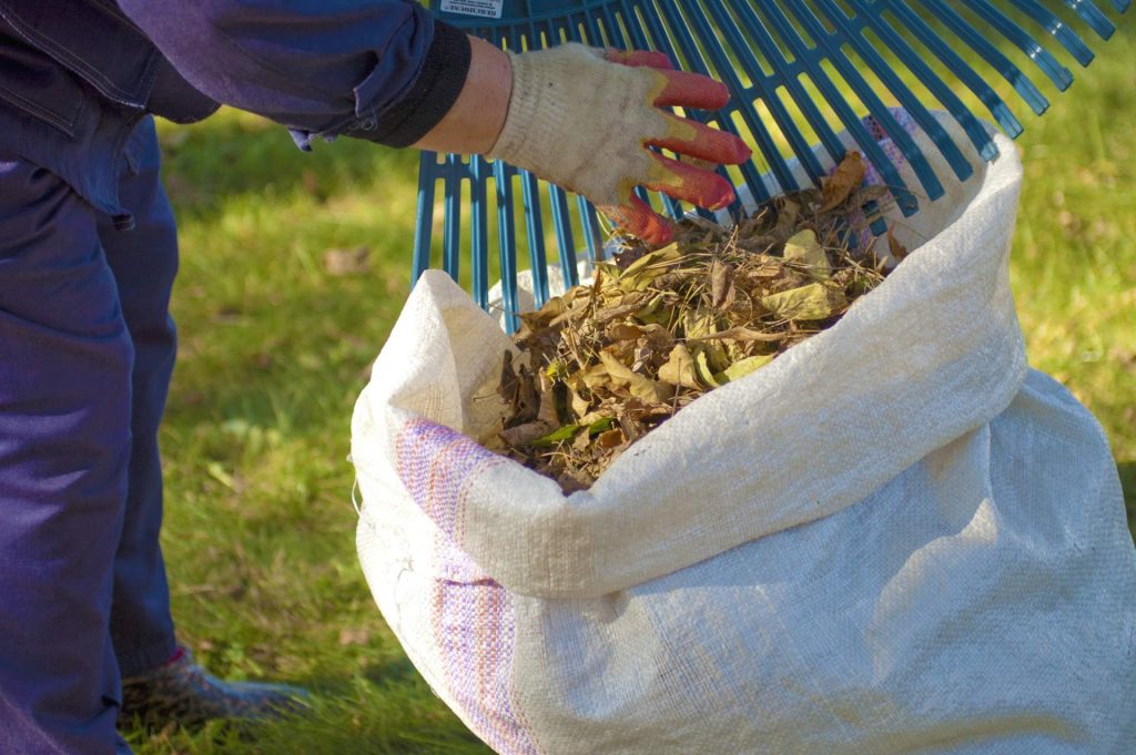 Worker raking leaves into a large white sack.